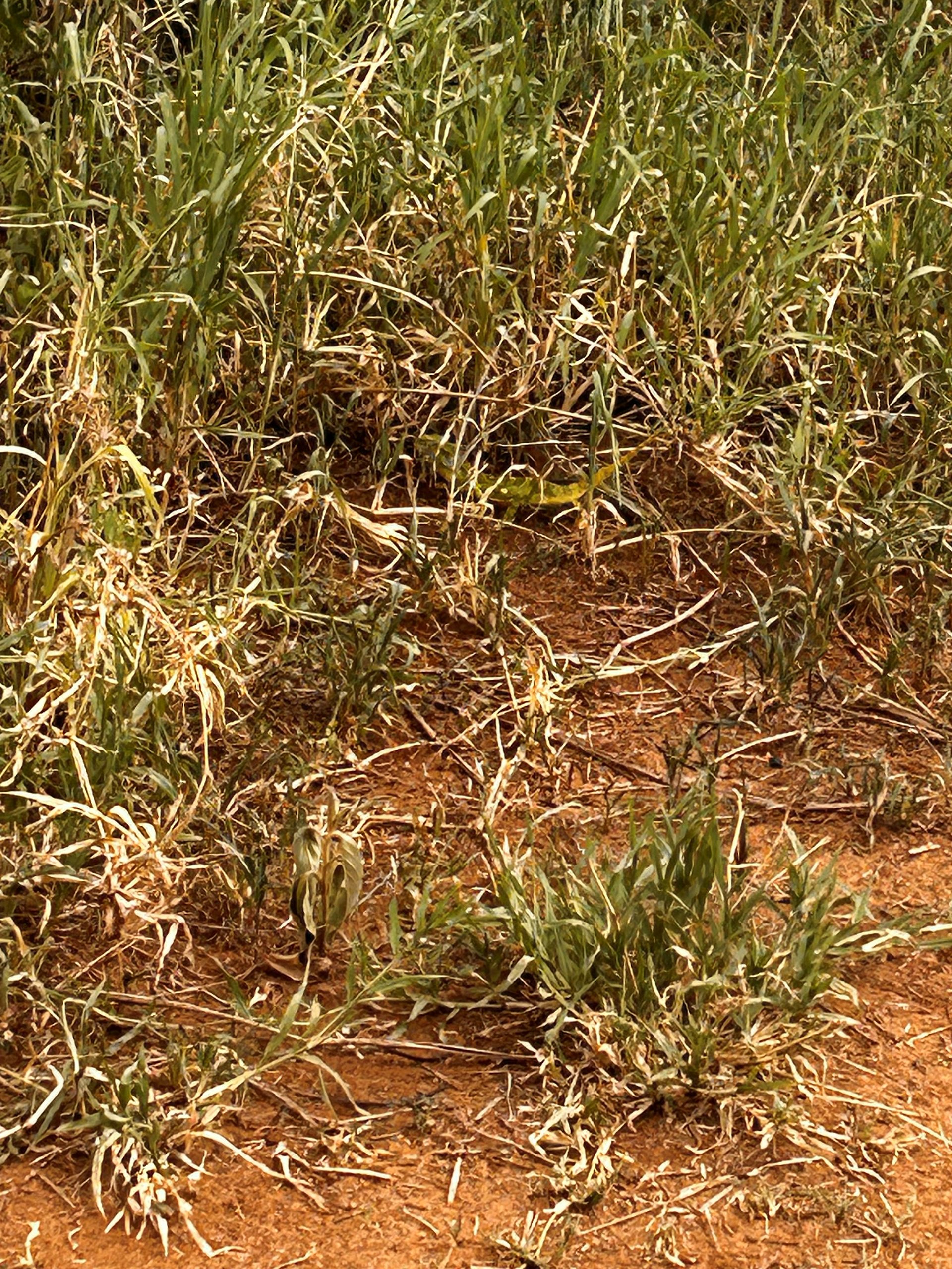 A chameleon camouflaged in the grass at Tarangire — nearly invisible against the green and brown undergrowth